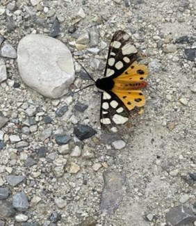 Stein und Schmetterling